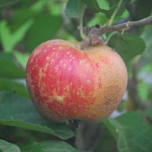 Mannington's Pearmain