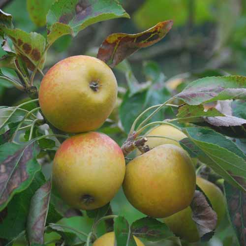 Merton Russet