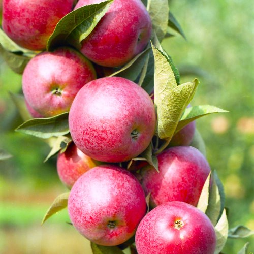 Michaelmas Red