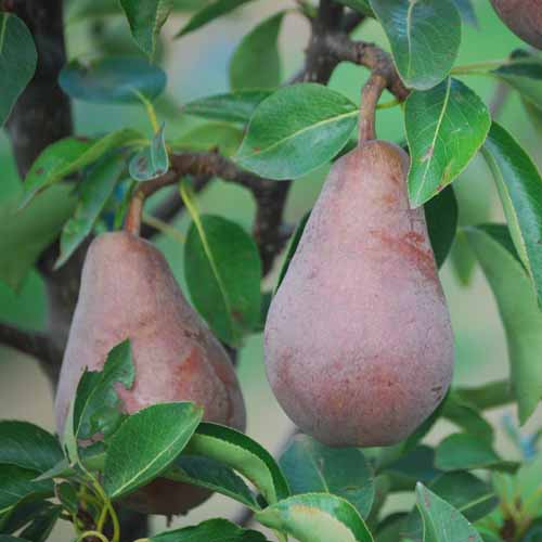 Nuvar™ Misty Rose™