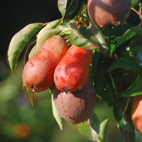 Nuvar™ Misty Rose™