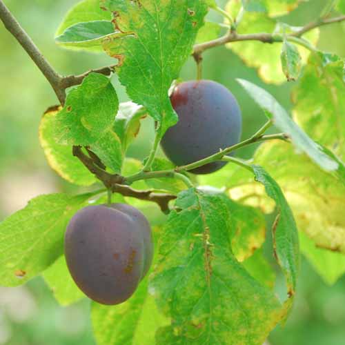 Monarch Plum