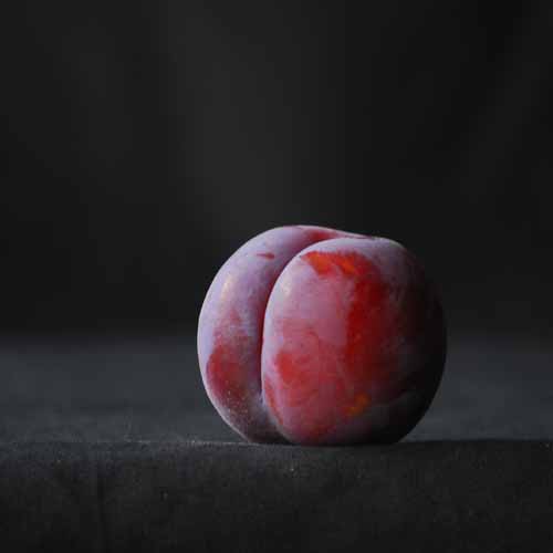 Monarch Plum