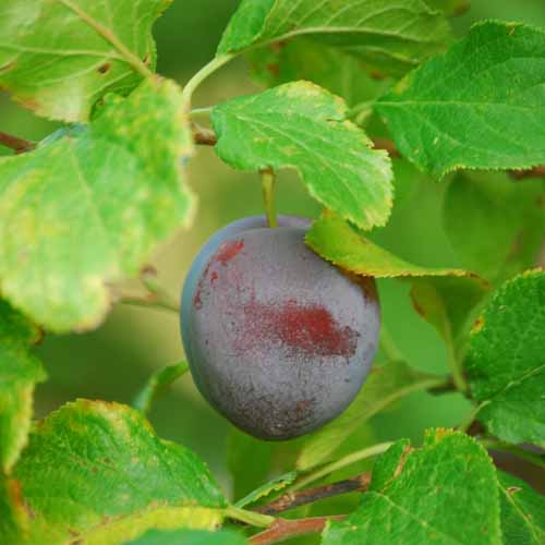 Monarch Plum