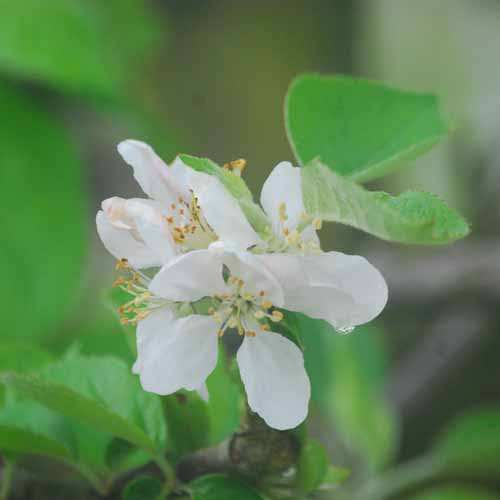 Nemes Szercsika Alma