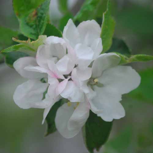 Nemes Szercsika Alma