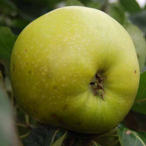 Nemes Szercsika Alma