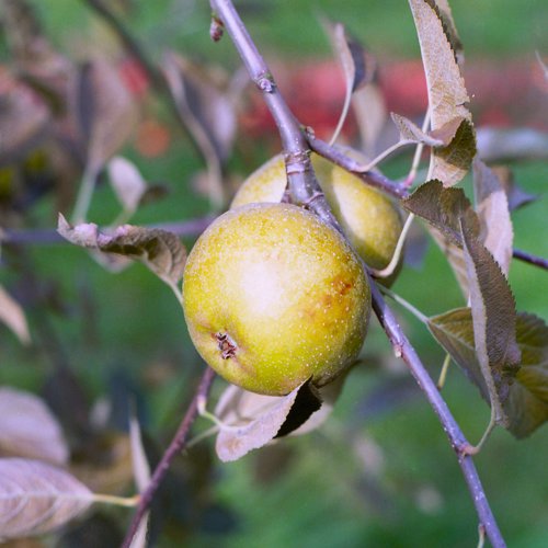 Nonpareil