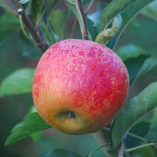 Norfolk Royal Russet