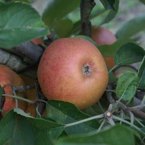 Norfolk Royal Russet