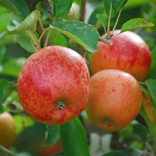 Norfolk Royal Russet