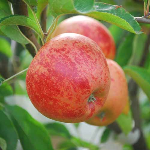 Norfolk Royal Russet