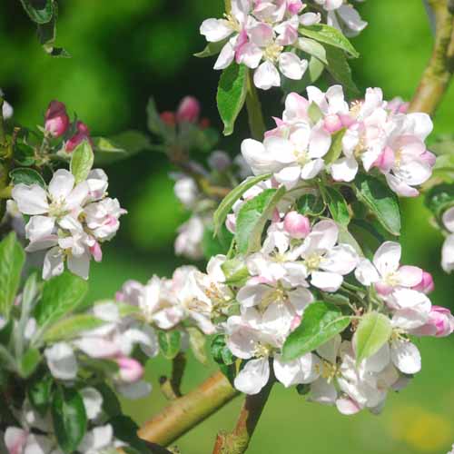 Norfolk Royal Russet