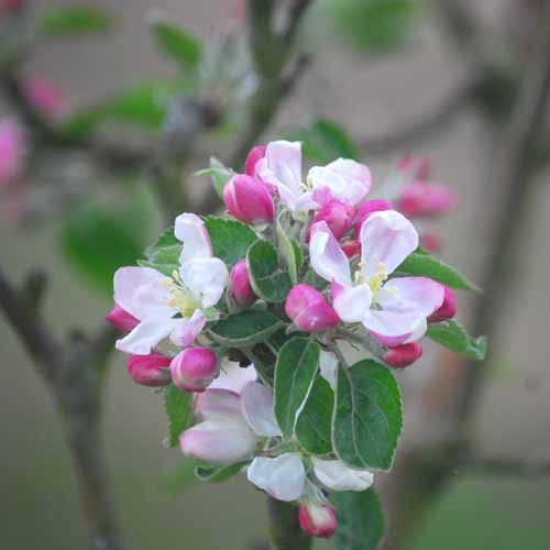 Norfolk Royal Russet