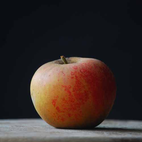 Norfolk Royal Russet