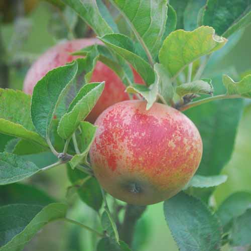 Norfolk Royal Russet