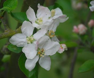 Northern Spy Apple Tree