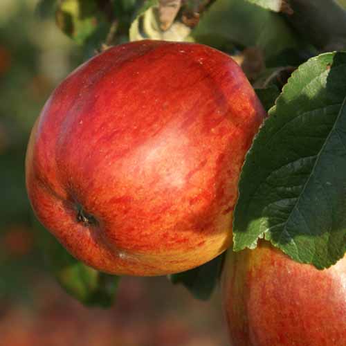 Pickering's Seedling