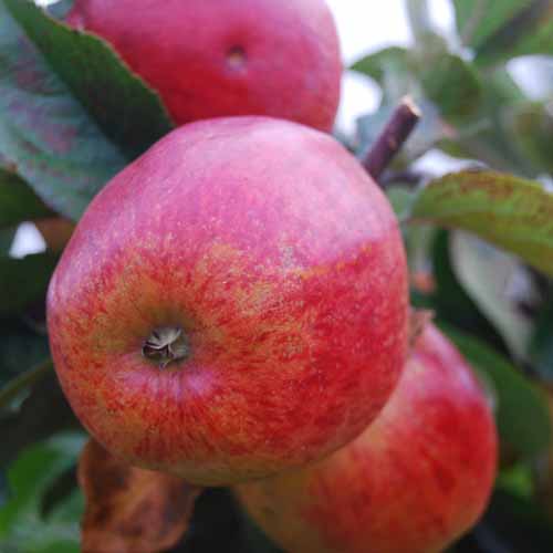 Pickering's Seedling