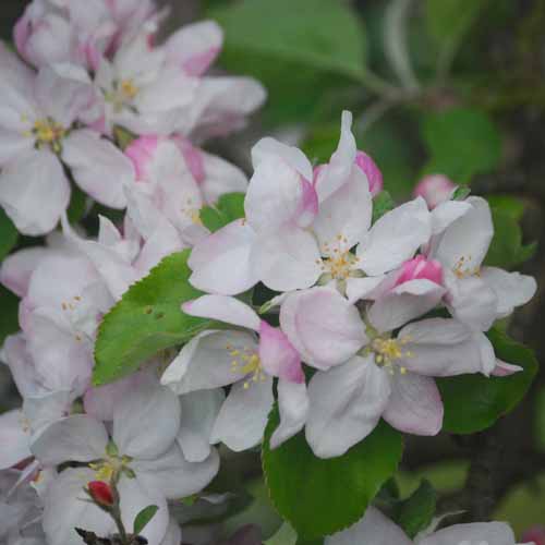 Pickering's Seedling