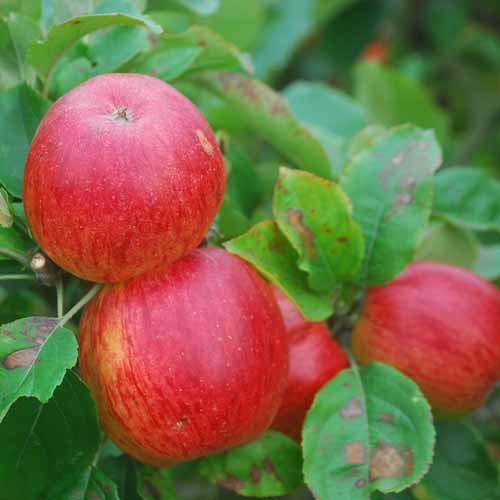 Pickering's Seedling