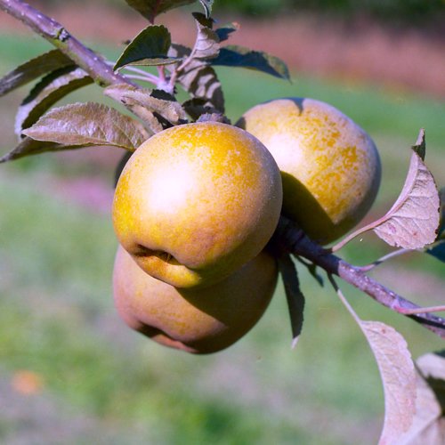 Pine Golden Pippin