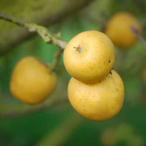 Pitmaston Pine Apple