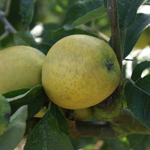 Pitmaston Pine Apple