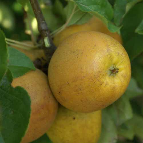 Pitmaston Pine Apple