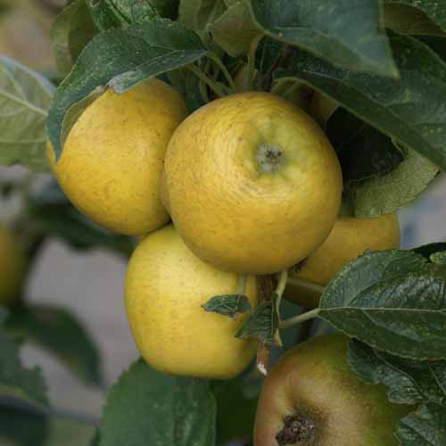 Pitmaston Pine Apple