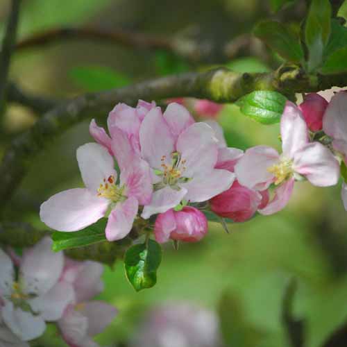 Pitmaston Pine Apple