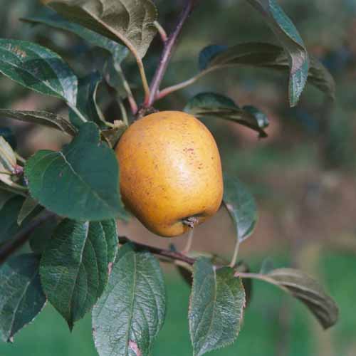 Pitmaston Pine Apple