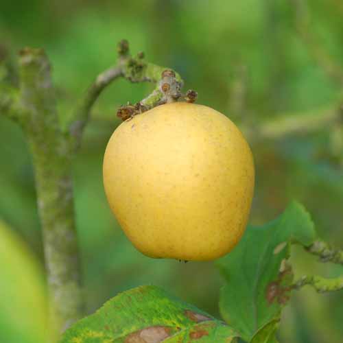 Pitmaston Pine Apple