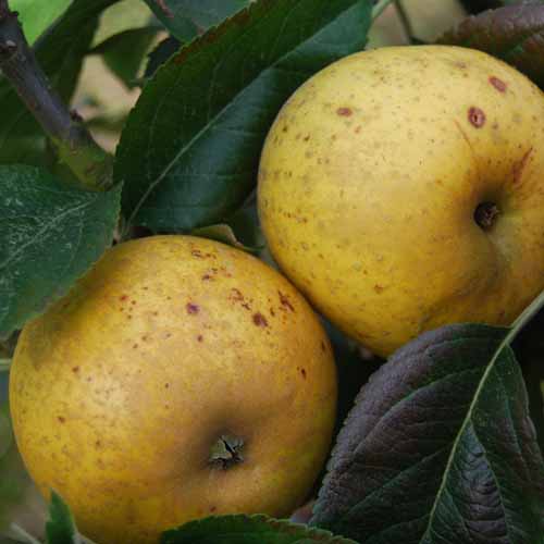 Pitmaston Russet Nonpareil
