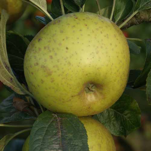 Pitmaston Russet Nonpareil