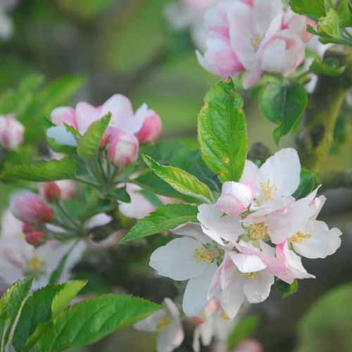 Pitmaston Russet Nonpareil