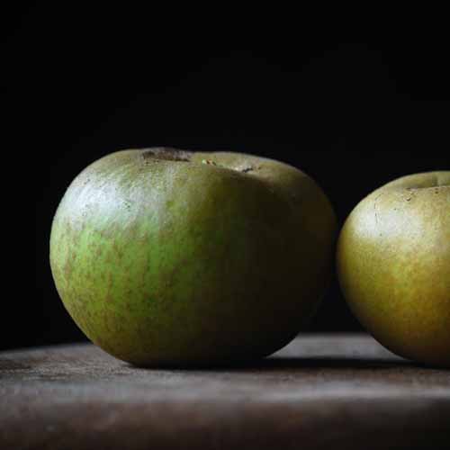 Pitmaston Russet Nonpareil