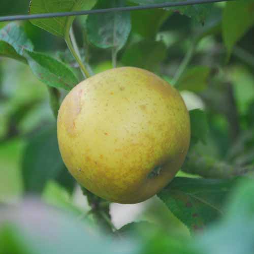 Pitmaston Russet Nonpareil