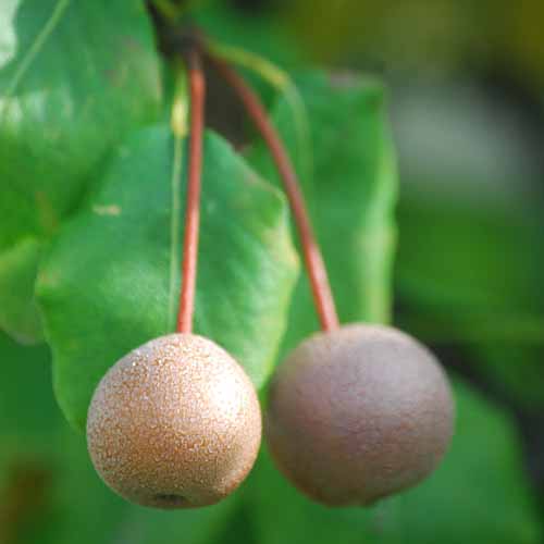 Plymouth Pear