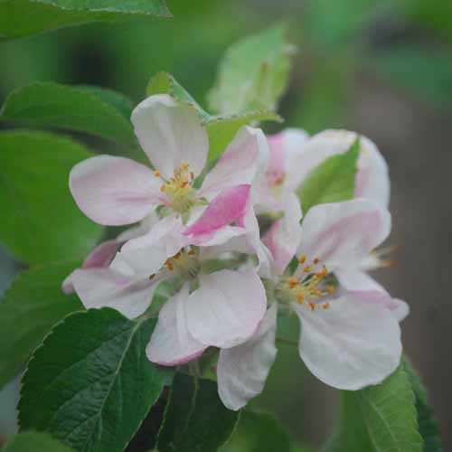 Purpurroter Cousinot