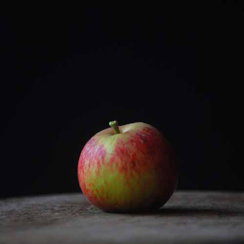 Purpurroter Cousinot