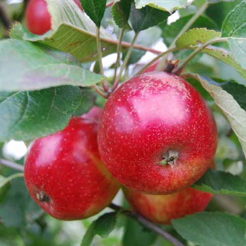 Purpurroter Cousinot