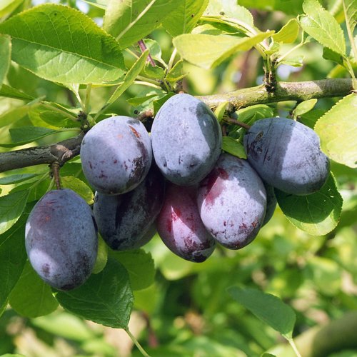 Purple Pershore