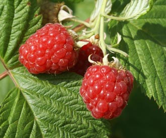 Raspberry - Glen Clova