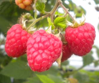 Raspberry - Glen Fyne