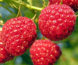 Raspberry - Malling Leo