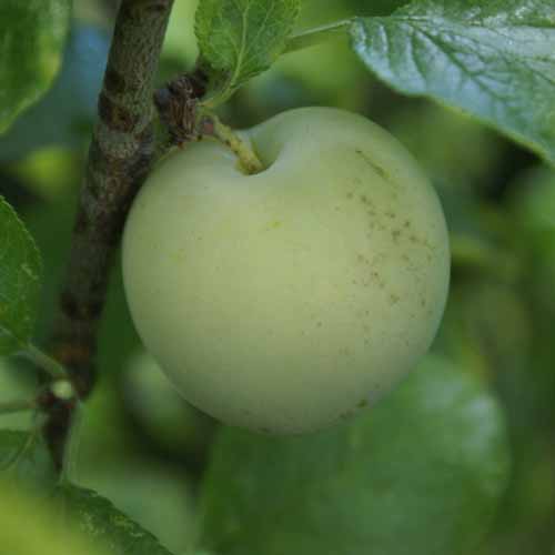 Reine Claude de Moissac