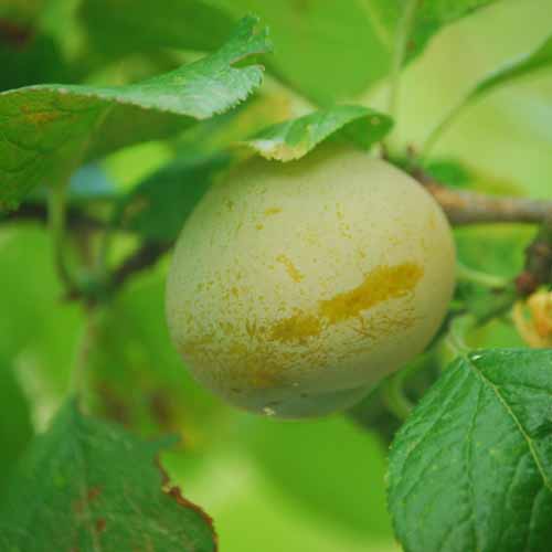 Reine Claude de Moissac