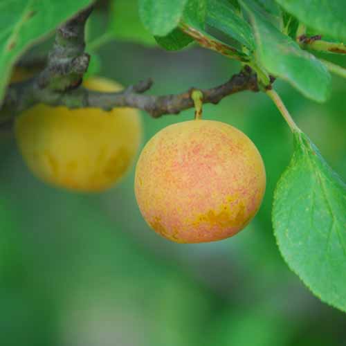 Reine Claude Precoce Leon Hisse