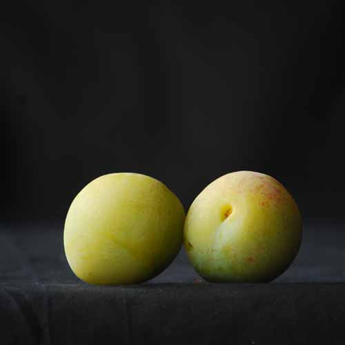 Reine Claude Tardive de Chambourcy